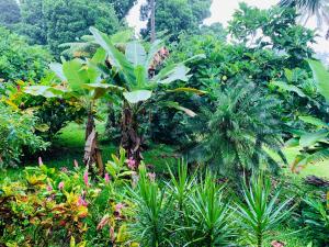 un giardino con molti alberi e piante di Wild Ginger Hotel a Hilo