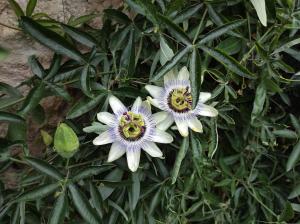 Casa Rural El Botánico外面的花园