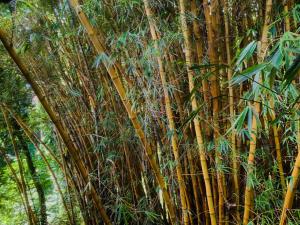 Foto sihtkohas Hilo asuva majutusasutuse Wild Ginger Hotel galeriist