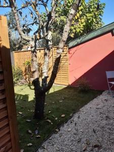 un árbol en un patio al lado de un edificio en Un jardin en ville, en Talence