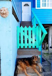 a dog laying on the steps of a blue house at onelovecottagetobago upstairs apartment in Scarborough