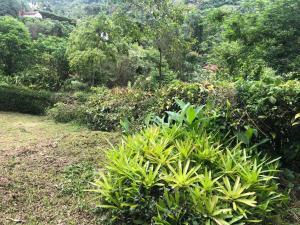 a garden with green plants and trees at Casa com charme de montanha em Itaipava! in Petrópolis