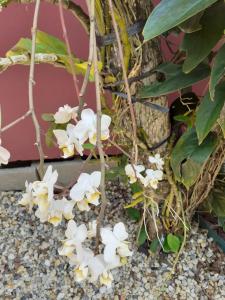 un groupe de fleurs blanches poussant sur un arbre dans l'établissement Vila Figueiredo das Donas, à Bombinhas