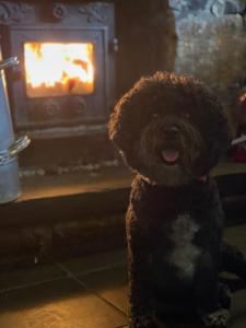 a dog sitting in front of a fire place at Garddfon Inn in Y Felinheli