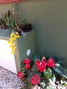 un grupo de flores rojas y plantas junto a una pared en Vila Figueiredo das Donas, en Bombinhas