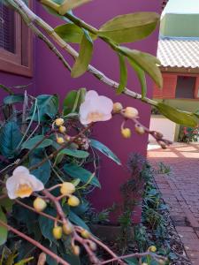a tree with white flowers in front of a purple wall at Vila Figueiredo das Donas in Bombinhas
