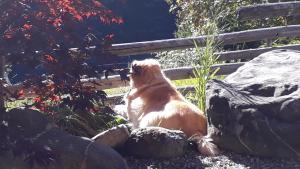 Domácí mazlíčci ubytovaní s hosty v ubytování Chalet Gotthelf Gartenstudio, Ferien mit Hund