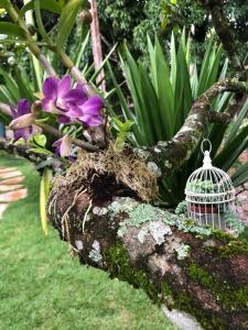 une cage pour oiseaux sur une branche d'arbre avec des fleurs dans l'établissement Vila Glaura, à Glaura