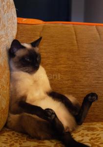 a black and white cat laying on a couch at Armen's B&B in Sevan