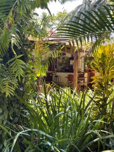 um jardim com plantas verdes em frente a uma casa em Pousada Horizonte Azul na Ilha de Boipeba