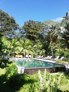 - une piscine avec des chaises longues et des palmiers dans l'établissement Passion Fruit Lodge, à Cahuita