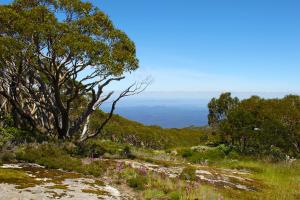 a tree on a hill with the ocean in the background at Altitude Apartment 1 in Baw Baw Village