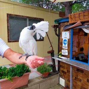 una persona che tiene un uccello bianco sulla mano di AGRICAMPING POGGIO AI PINI a Certaldo