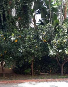 un naranjo con naranjas. en Casa Assuntina, en Cefalú