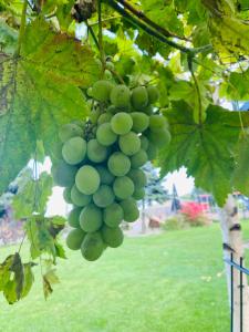 a bunch of green grapes hanging from a tree at Hotel My Schildow in Schildow