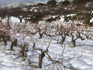 Fotografia z galérie ubytovania La Bodega de Lola v destinácii Alcublas