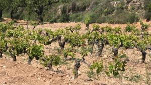 Fotografia z galérie ubytovania La Bodega de Lola v destinácii Alcublas