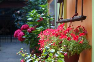 Zahrada ubytování Guest Accommodation Etno Konak Tašana