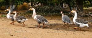 Gallery image of Clarks Safari Pushkar in Pushkar