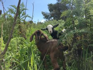 dos cabras de pie en un campo de hierba alta en Yurt en Natur