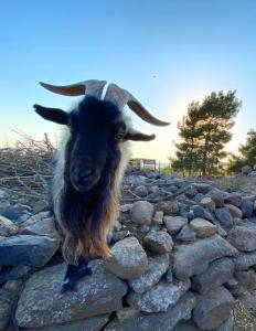 a goat with horns standing on a rock wall at Yurt in Natur