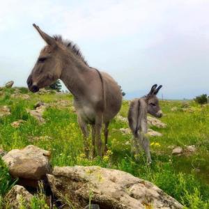 a horse and a baby donkey standing in a field at Yurt in Natur