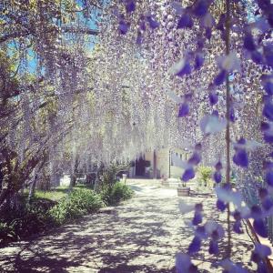 a tree with purple flowers hanging over a sidewalk at B&B Etna Ranch in Piedimonte Etneo