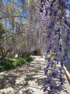 a tree with purple flowers hanging over a sidewalk at B&B Etna Ranch in Piedimonte Etneo