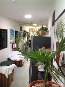 a room with potted plants on the walls at Alojamiento Ya'ax Nah in Playa del Carmen