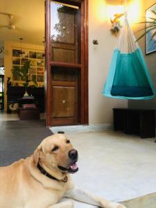 un chien couchant sur le sol à côté d'une lampe dans l'établissement Peacock Villa, à Mirissa