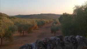 a dirt road with trees on both sides of it at casa hobbit Puente Genil in Puente Genil