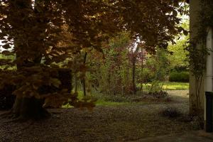 vistas a un jardín con un árbol en La Maison Carré, en Wolxheim