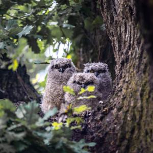 un grupo de tres búhos sentados en un árbol en Klipfontein Rustic Farm & Camping, en Tulbagh