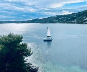 ein Segelboot auf einem großen See mit einem Baum in der Unterkunft Mare Gaia Apartments in Skiathos-Stadt