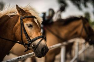 a close up of a horse looking over a fence at Ośrodek Wypoczynkowy KARINA in Pszczew