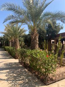 Riad le Jasmin外面的花园