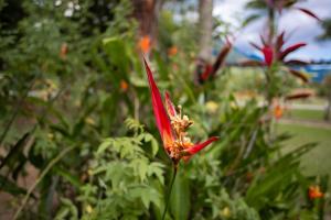 Um jardim em Pousada Maritacas do Sana