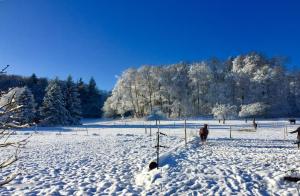 een paard loopt door een besneeuwd veld bij Emma in Burladingen