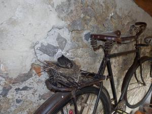 Jazda na bicykli v okolí ubytovania Heritage Dürnstein
