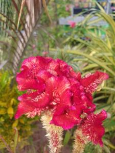 een close-up van een roze bloem in een tuin bij Linsen Selfcatering Apartments in La Digue