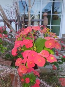 a bunch of red flowers in front of a building at Linsen Selfcatering Apartments in La Digue