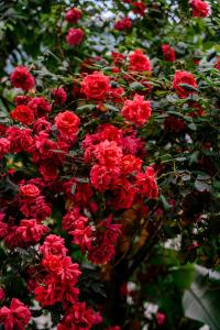 ソチにあるHotel-pansionat Lesnoeの木の赤い花束