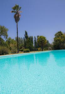 a large swimming pool with a palm tree in the background at Finca del Rio - Casa de campo in Tunuyán