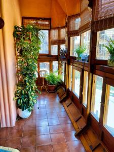 a room with a bunch of potted plants and windows at La Tioca in Cuenca
