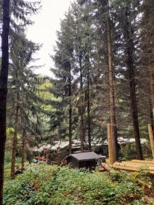 domek na środku lasu z drzewami w obiekcie Das wilde Auwaldhaus w mieście Bertsdorf