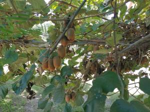 Banda owoców wiszących na drzewie w obiekcie Touristen Holiday Home A luxury Villa w mieście Dharamsala