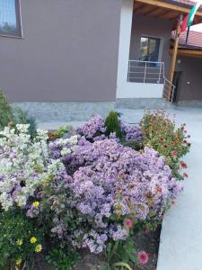 a bunch of purple flowers in front of a house at Квартири ЦЕНТРАЛ in Dolna Mitropoliya