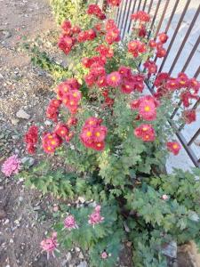 Dolna Mitropoliya的住宿－Квартири ЦЕНТРАЛ，长凳前的一大束红花