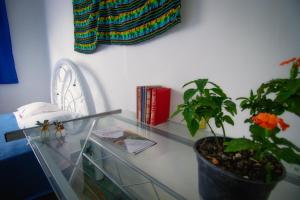 a glass table with a potted plant on top of it at Hostal Azul Puebla Barrio El Alto in Puebla
