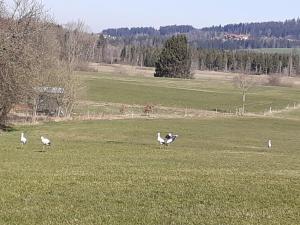 Tiere in der Ferienwohnung oder in der Nähe
